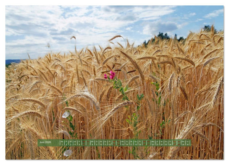 Feldansichten (CALVENDO Wandkalender 2026)