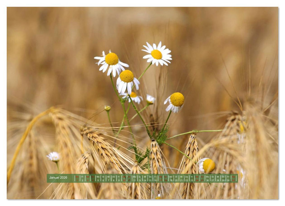 Feldansichten (CALVENDO Premium Wandkalender 2026)