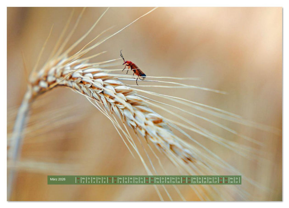 Feldansichten (CALVENDO Premium Wandkalender 2026)