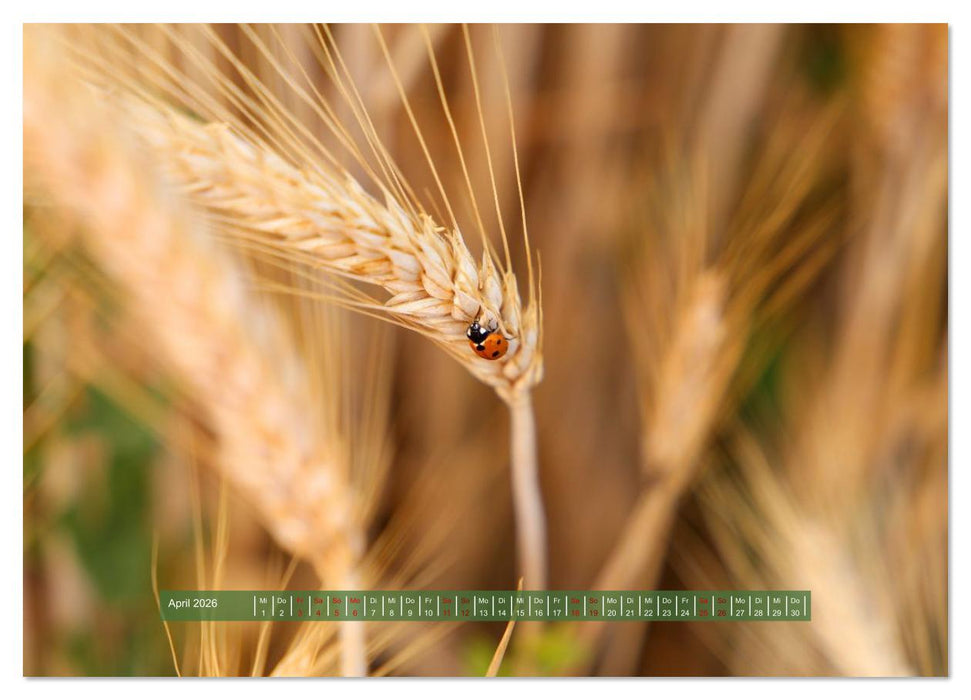 Feldansichten (CALVENDO Premium Wandkalender 2026)