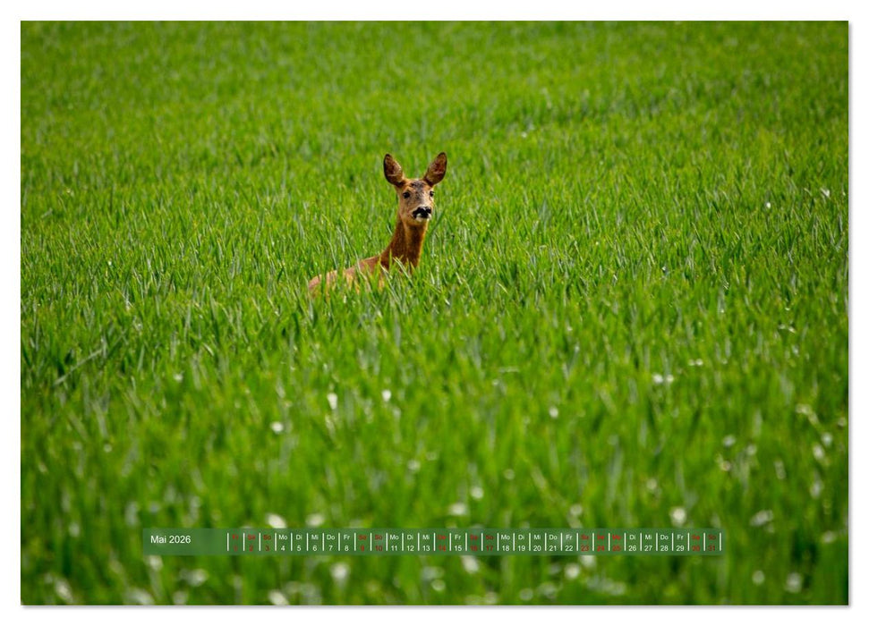 Feldansichten (CALVENDO Premium Wandkalender 2026)