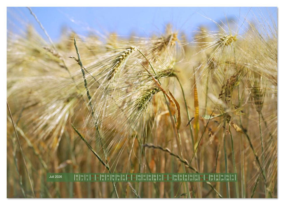 Feldansichten (CALVENDO Premium Wandkalender 2026)