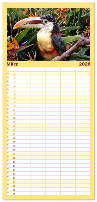 Tukane - Clowns im Dschungel (CALVENDO Familienplaner 2026)