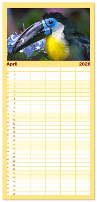 Tukane - Clowns im Dschungel (CALVENDO Familienplaner 2026)