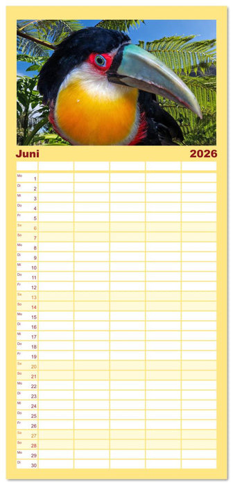 Tukane - Clowns im Dschungel (CALVENDO Familienplaner 2026)