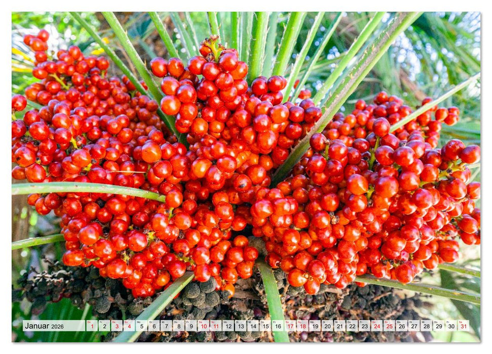 DIE FARBE ROT (CALVENDO Wandkalender 2026)