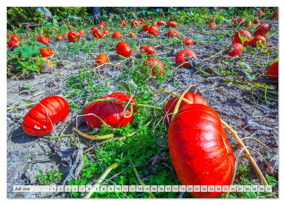 DIE FARBE ROT (CALVENDO Premium Wandkalender 2026)