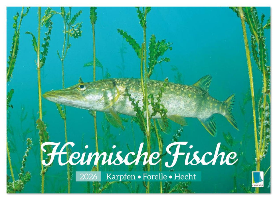 Heimische Fische: Karpfen, Forelle, Hecht (CALVENDO Wandkalender 2026)