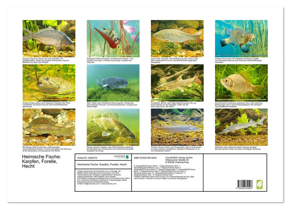 Heimische Fische: Karpfen, Forelle, Hecht (CALVENDO Wandkalender 2026)