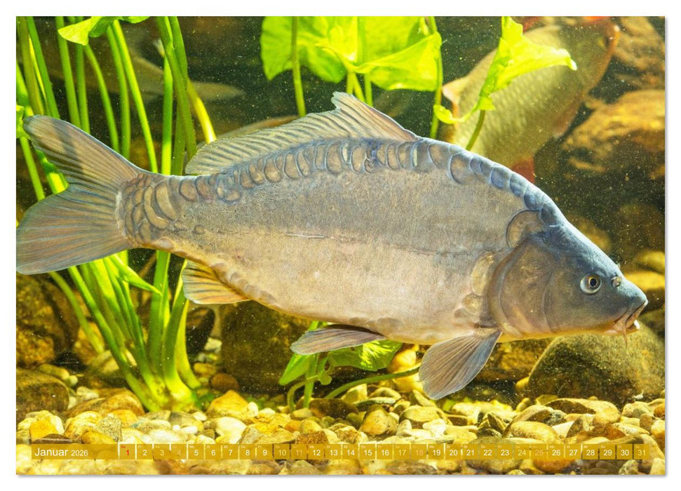 Heimische Fische: Karpfen, Forelle, Hecht (CALVENDO Wandkalender 2026)