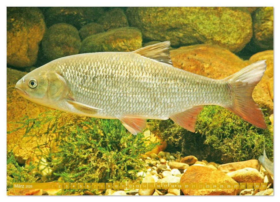 Heimische Fische: Karpfen, Forelle, Hecht (CALVENDO Wandkalender 2026)