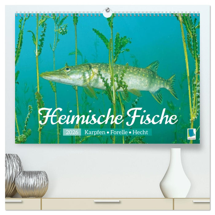 Heimische Fische: Karpfen, Forelle, Hecht (CALVENDO Premium Wandkalender 2026)