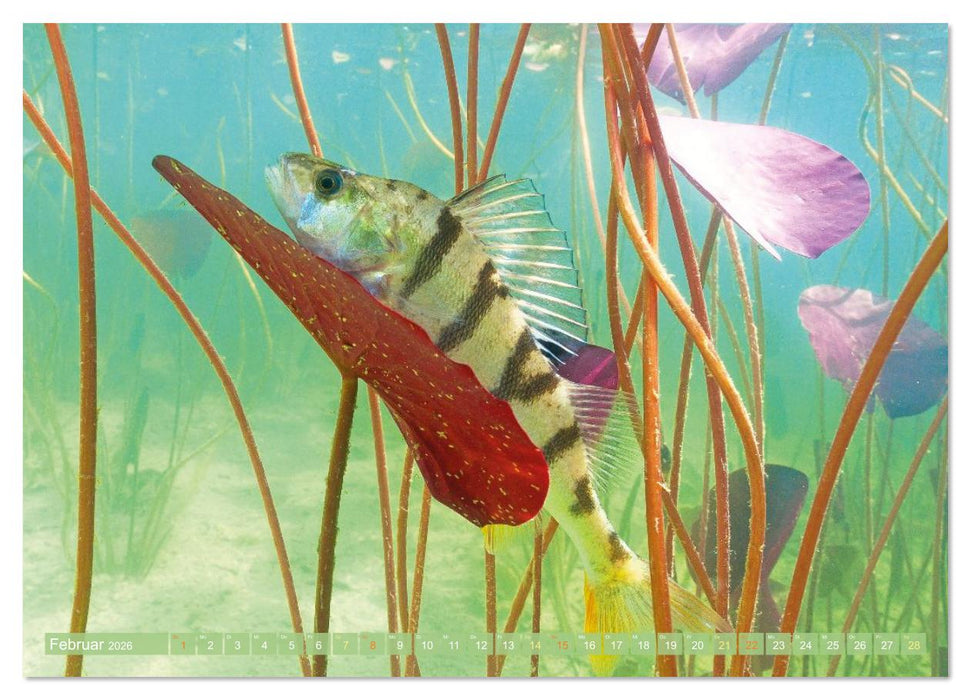 Heimische Fische: Karpfen, Forelle, Hecht (CALVENDO Premium Wandkalender 2026)