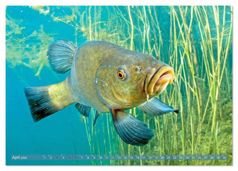 Heimische Fische: Karpfen, Forelle, Hecht (CALVENDO Premium Wandkalender 2026)