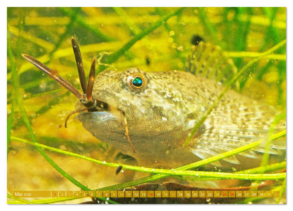 Heimische Fische: Karpfen, Forelle, Hecht (CALVENDO Premium Wandkalender 2026)