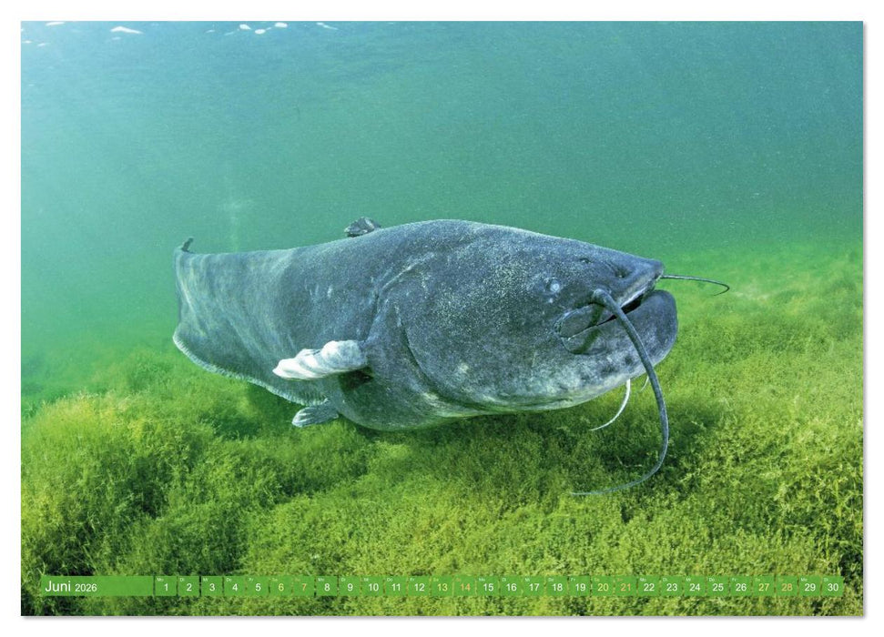 Heimische Fische: Karpfen, Forelle, Hecht (CALVENDO Premium Wandkalender 2026)