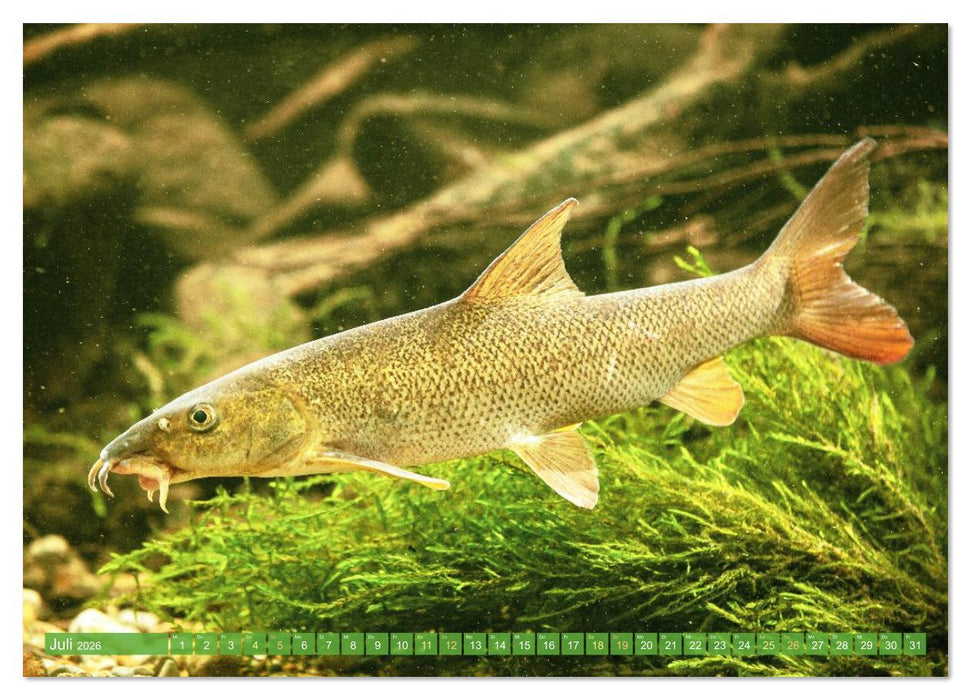 Heimische Fische: Karpfen, Forelle, Hecht (CALVENDO Premium Wandkalender 2026)