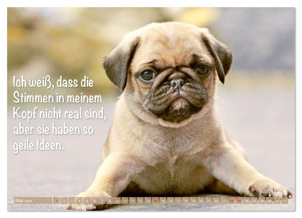 Lächeln mit Mops (CALVENDO Wandkalender 2026)