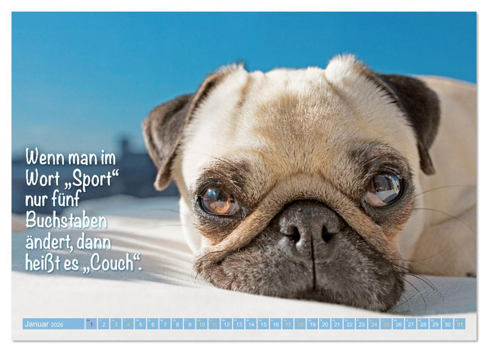Lächeln mit Mops (CALVENDO Premium Wandkalender 2026)