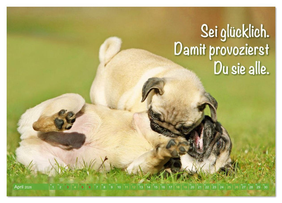 Lächeln mit Mops (CALVENDO Premium Wandkalender 2026)