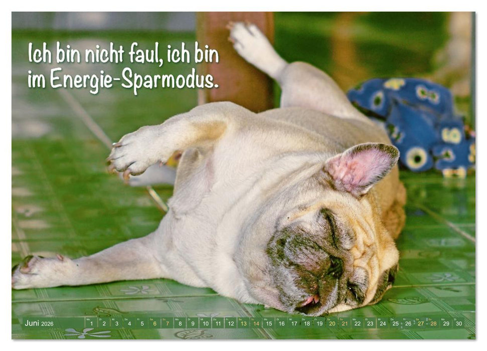 Lächeln mit Mops (CALVENDO Premium Wandkalender 2026)