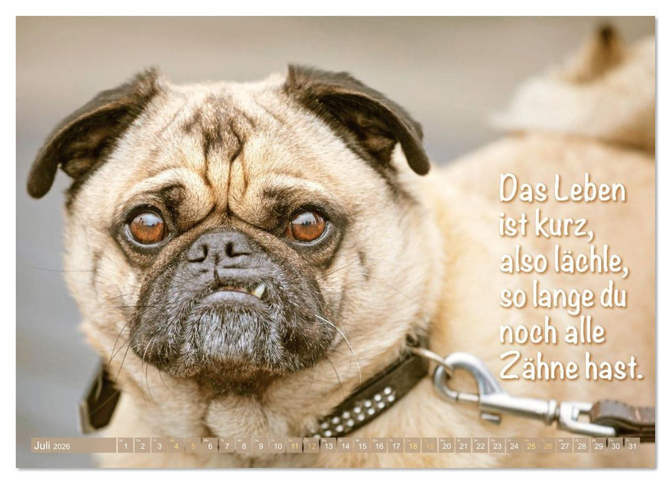 Lächeln mit Mops (CALVENDO Premium Wandkalender 2026)