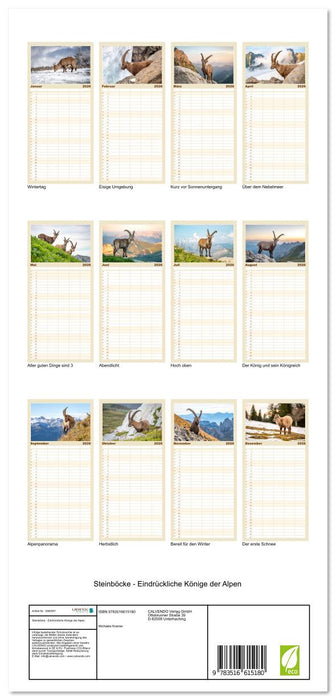 Steinböcke - Eindrückliche Könige der Alpen (CALVENDO Familienplaner 2026)