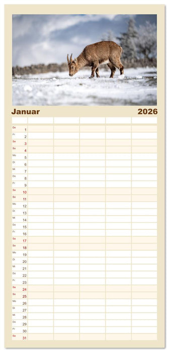 Steinböcke - Eindrückliche Könige der Alpen (CALVENDO Familienplaner 2026)