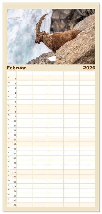 Steinböcke - Eindrückliche Könige der Alpen (CALVENDO Familienplaner 2026)