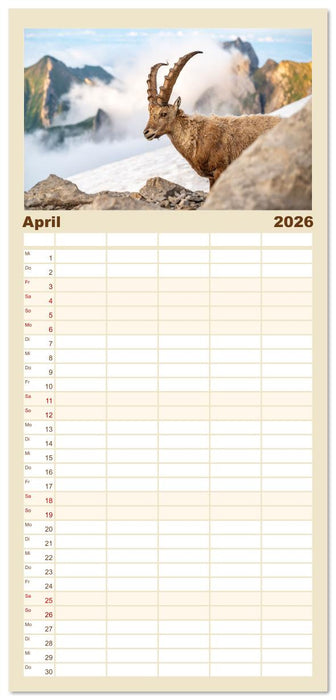 Steinböcke - Eindrückliche Könige der Alpen (CALVENDO Familienplaner 2026)