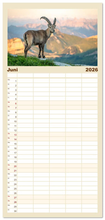Steinböcke - Eindrückliche Könige der Alpen (CALVENDO Familienplaner 2026)