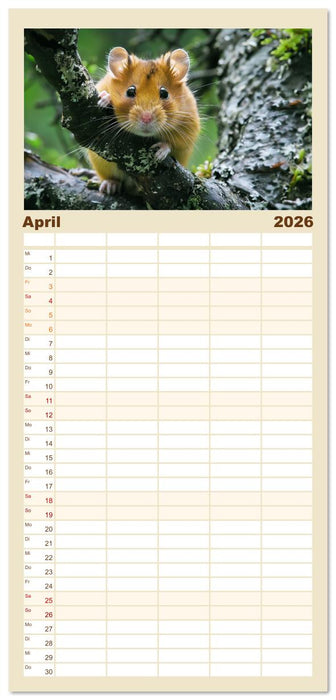 Wild und flauschig - Hamster - Abenteuer in freier Natur (CALVENDO Familienplaner 2026)