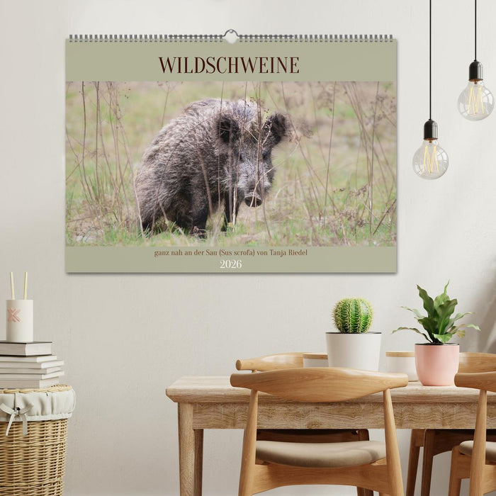 Wildschweine ganz nah an der Sau (Sus scrofa) von Tanja Riedel (CALVENDO Wandkalender 2026)