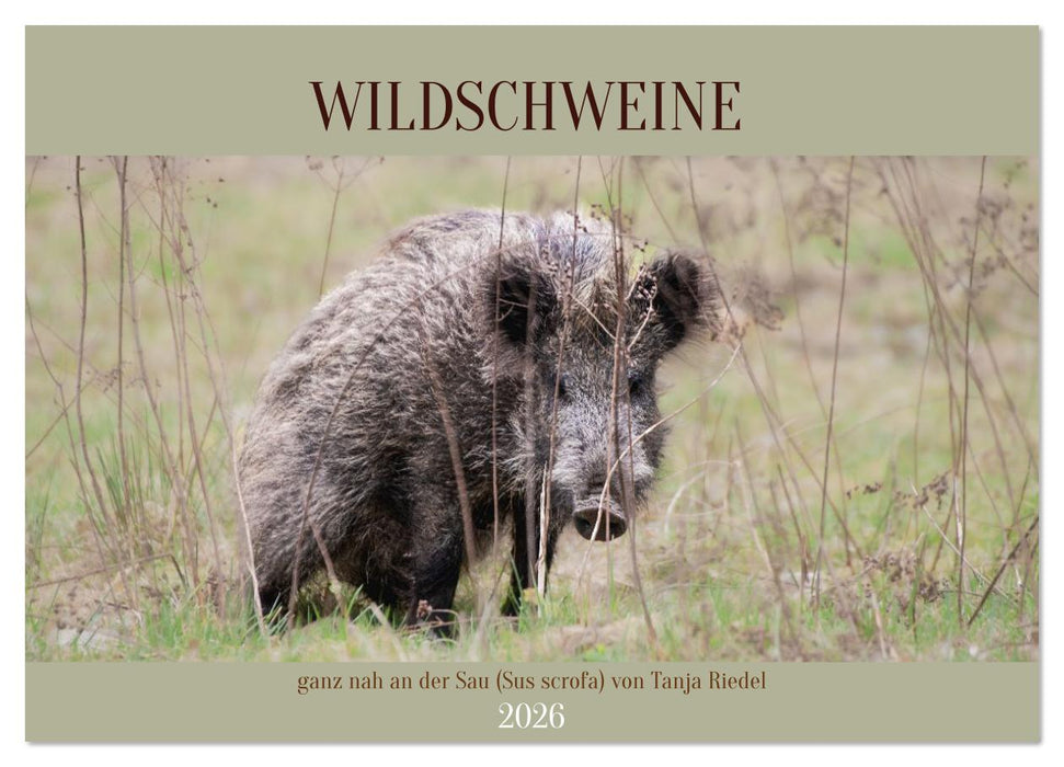 Wildschweine ganz nah an der Sau (Sus scrofa) von Tanja Riedel (CALVENDO Wandkalender 2026)