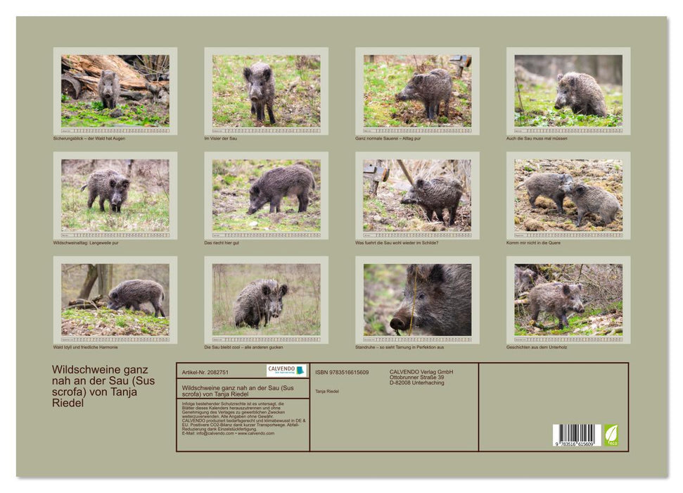 Wildschweine ganz nah an der Sau (Sus scrofa) von Tanja Riedel (CALVENDO Wandkalender 2026)