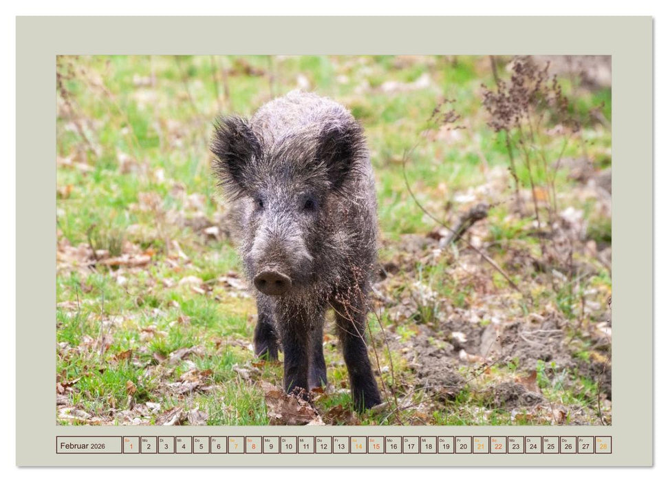 Wildschweine ganz nah an der Sau (Sus scrofa) von Tanja Riedel (CALVENDO Wandkalender 2026)