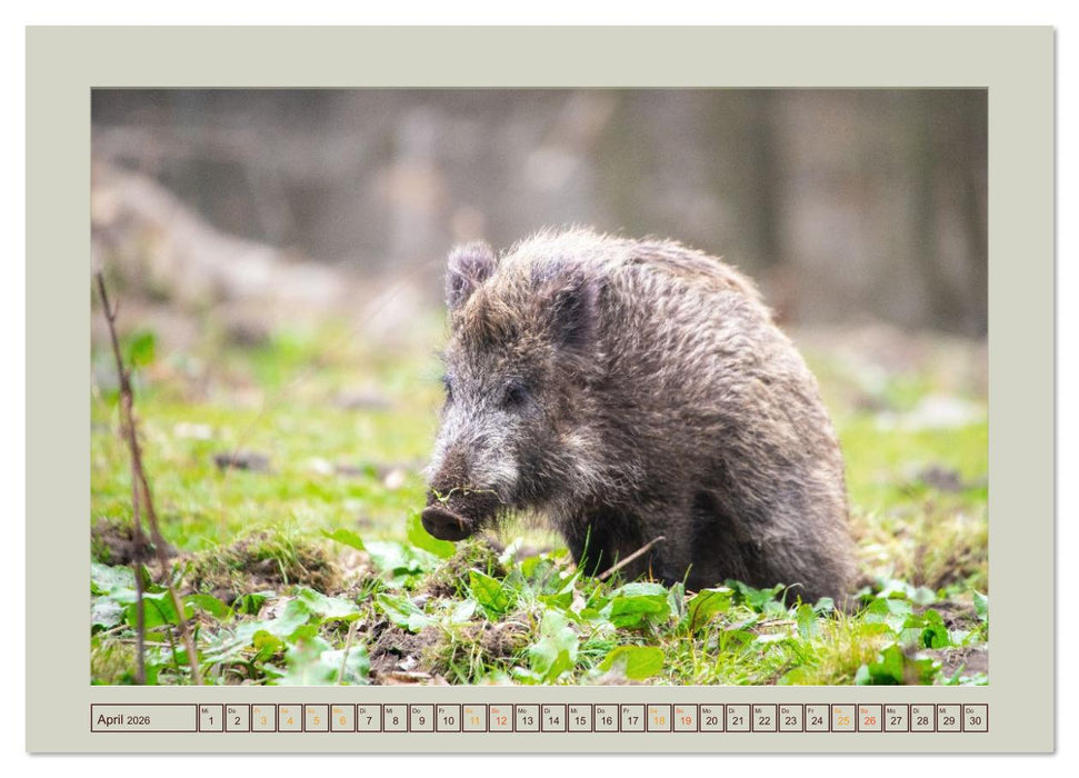 Wildschweine ganz nah an der Sau (Sus scrofa) von Tanja Riedel (CALVENDO Wandkalender 2026)