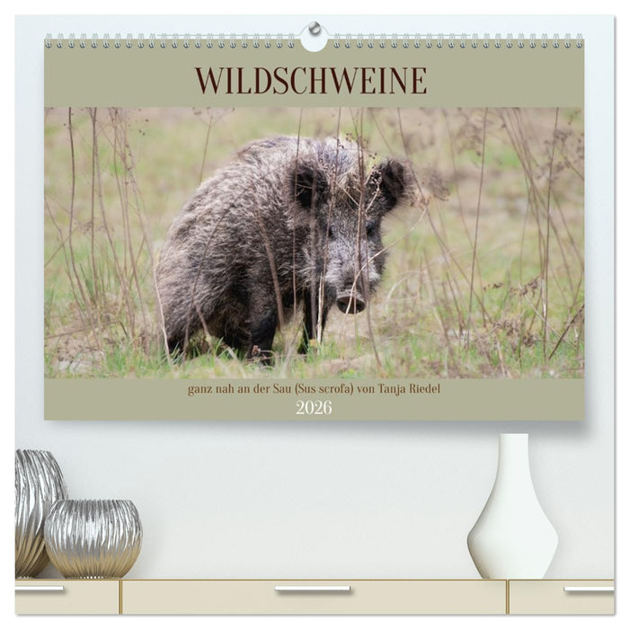 Wildschweine ganz nah an der Sau (Sus scrofa) von Tanja Riedel (CALVENDO Premium Wandkalender 2026)