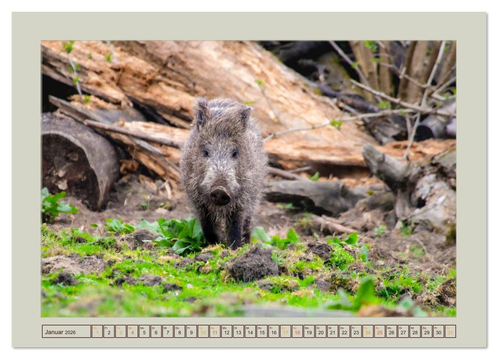 Wildschweine ganz nah an der Sau (Sus scrofa) von Tanja Riedel (CALVENDO Premium Wandkalender 2026)