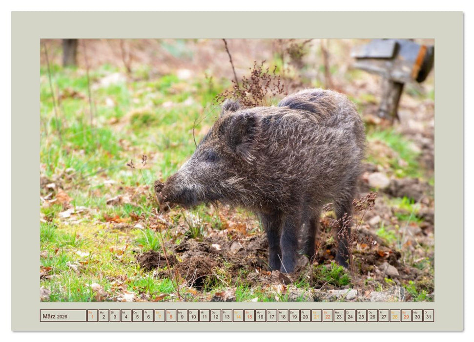 Wildschweine ganz nah an der Sau (Sus scrofa) von Tanja Riedel (CALVENDO Premium Wandkalender 2026)