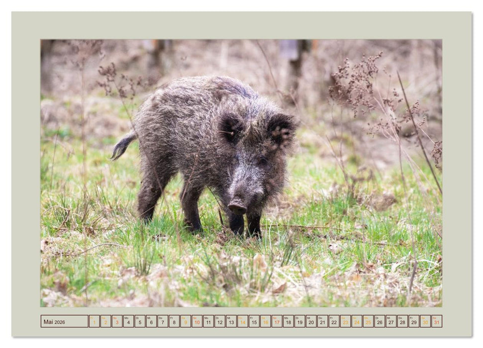 Wildschweine ganz nah an der Sau (Sus scrofa) von Tanja Riedel (CALVENDO Premium Wandkalender 2026)