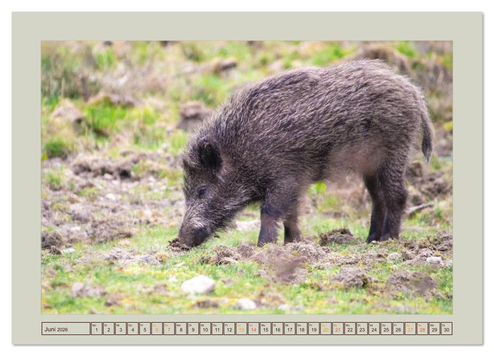 Wildschweine ganz nah an der Sau (Sus scrofa) von Tanja Riedel (CALVENDO Premium Wandkalender 2026)