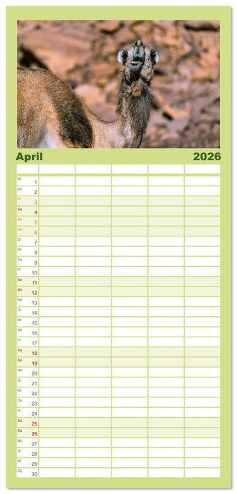 Saudi Arabien - Königreich der Faszinationen (CALVENDO Familienplaner 2026)