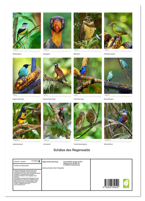Schätze des Regenwalds (CALVENDO Wandkalender 2026)