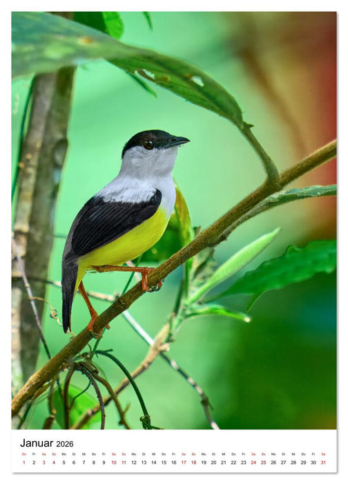 Schätze des Regenwalds (CALVENDO Wandkalender 2026)