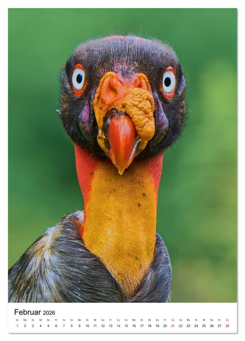 Schätze des Regenwalds (CALVENDO Wandkalender 2026)