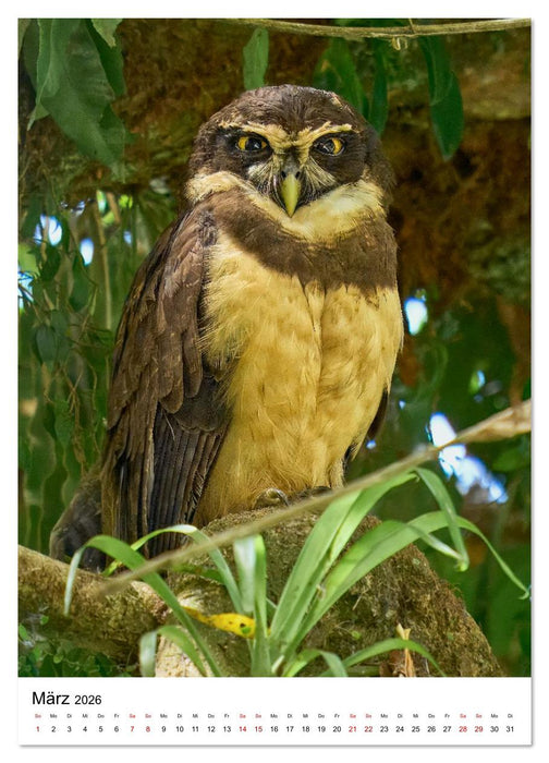 Schätze des Regenwalds (CALVENDO Wandkalender 2026)