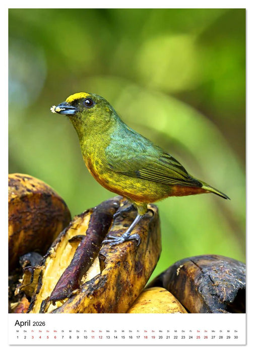 Schätze des Regenwalds (CALVENDO Wandkalender 2026)