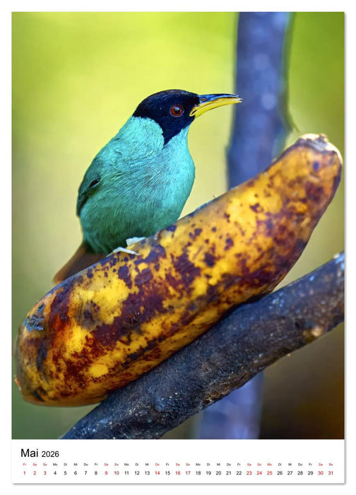 Schätze des Regenwalds (CALVENDO Wandkalender 2026)