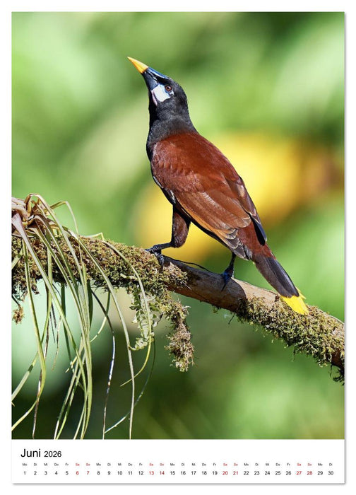 Schätze des Regenwalds (CALVENDO Wandkalender 2026)